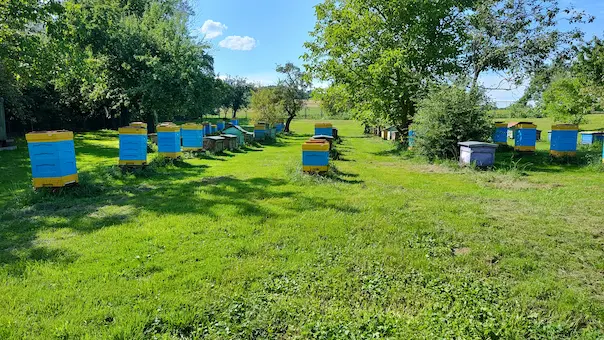 Zdjęcie pasieki